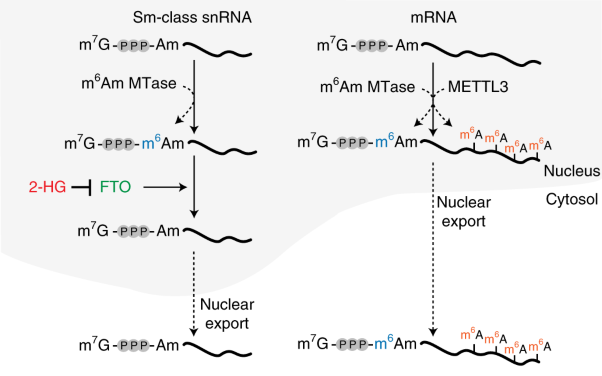 FTO controls reversible m<sup>6</sup>Am RNA methylation during snRNA biogenesis