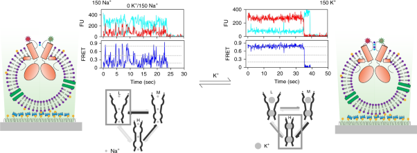 Potassium channel selectivity filter dynamics revealed by single-molecule FRET