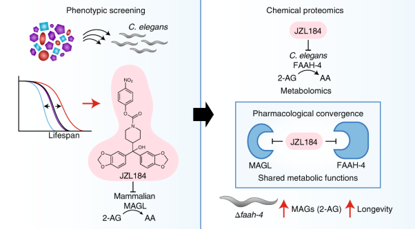 Pharmacological convergence reveals a lipid pathway that regulates <i>C. elegans</i> lifespan