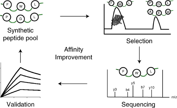 In-solution enrichment identifies peptide inhibitors of protein–protein interactions