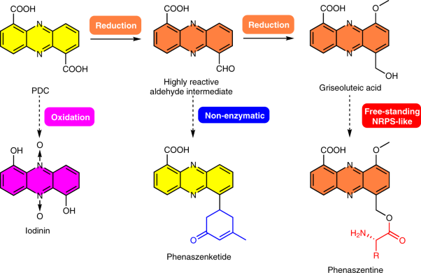 Dual phenazine gene clusters enable diversification during biosynthesis