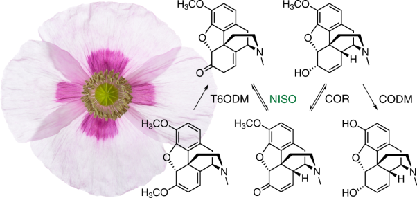 Neopinone isomerase is involved in codeine and morphine biosynthesis in opium poppy
