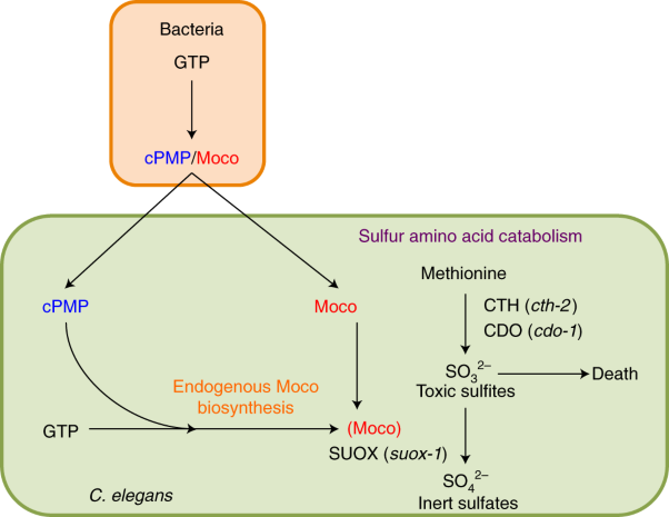 Molybdenum cofactor transfer from bacteria to nematode mediates sulfite detoxification