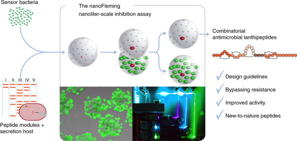 Analysis of modular bioengineered antimicrobial lanthipeptides at nanoliter scale