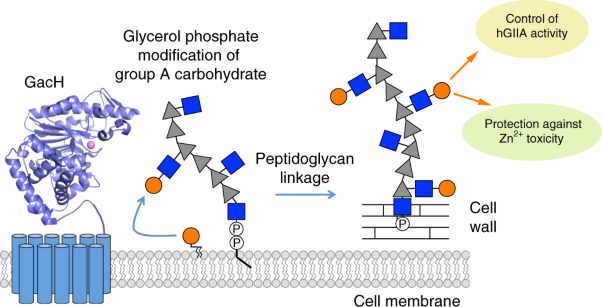 Discovery of glycerol phosphate modification on streptococcal rhamnose polysaccharides