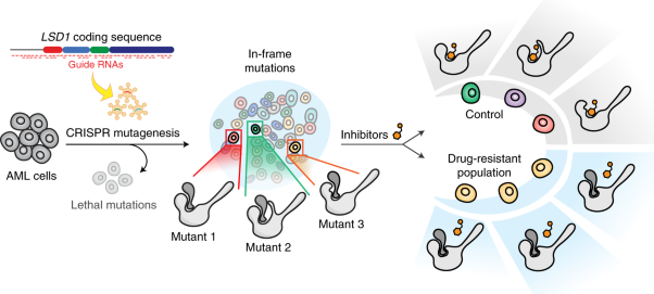 CRISPR-suppressor scanning reveals a nonenzymatic role of LSD1 in AML
