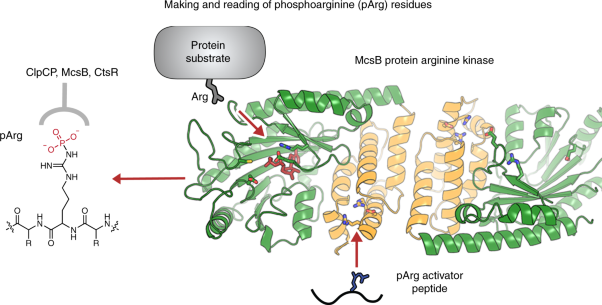 Structure of McsB, a protein kinase for regulated arginine phosphorylation