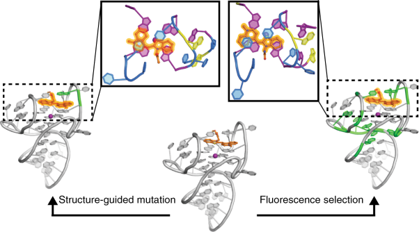 Structure and functional reselection of the Mango-III fluorogenic RNA aptamer