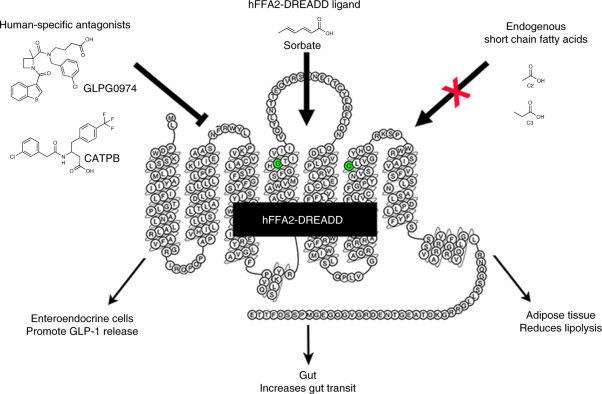 Chemogenetics defines receptor-mediated functions of short chain free fatty acids