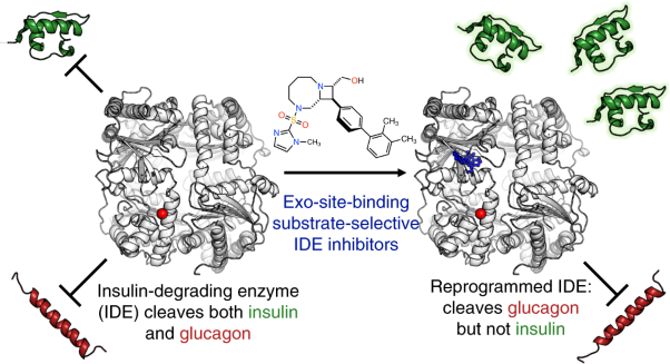 Substrate-selective inhibitors that reprogram the activity of insulin-degrading enzyme