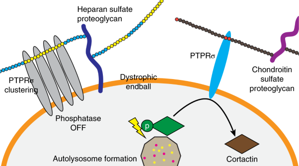Glycan sulfation patterns define autophagy flux at axon tip via PTPRσ-cortactin axis
