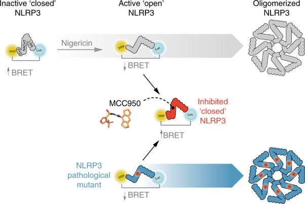 MCC950 closes the active conformation of NLRP3 to an inactive state