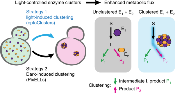 Light-based control of metabolic flux through assembly of synthetic organelles