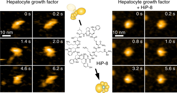 Macrocyclic peptide-based inhibition and imaging of hepatocyte growth factor