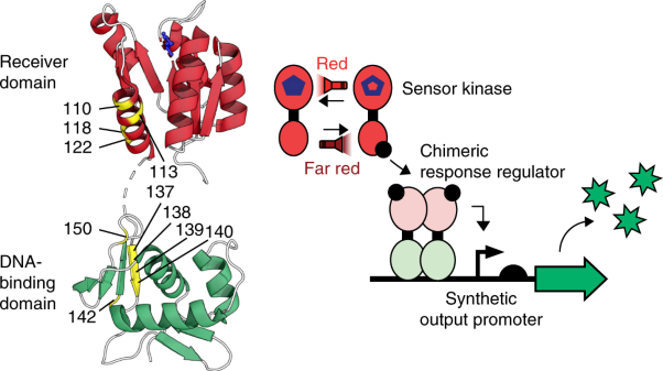 Rewiring bacterial two-component systems by modular DNA-binding domain swapping