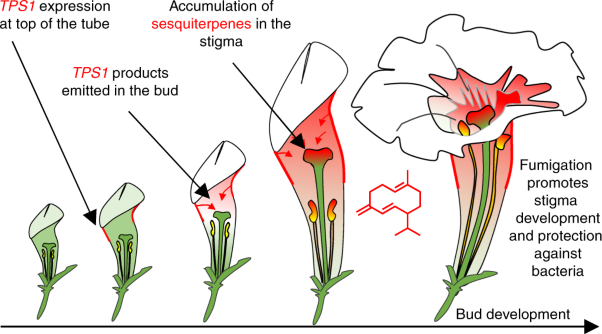 Natural fumigation as a mechanism for volatile transport between flower organs