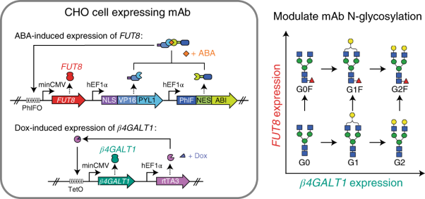 Small-molecule control of antibody N-glycosylation in engineered mammalian cells