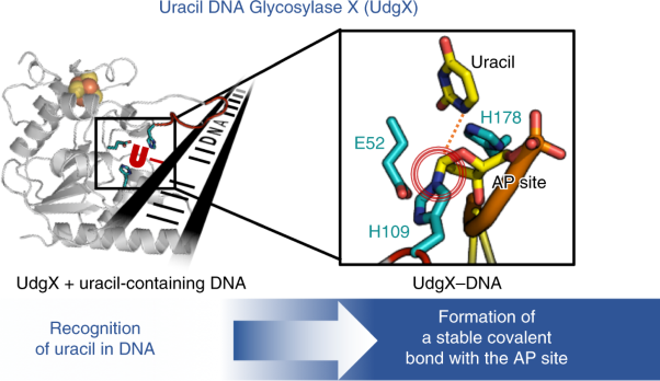 Covalent binding of uracil DNA glycosylase UdgX to abasic DNA upon uracil excision