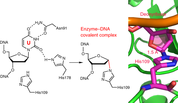 Suicide inactivation of the uracil DNA glycosylase UdgX by covalent complex formation