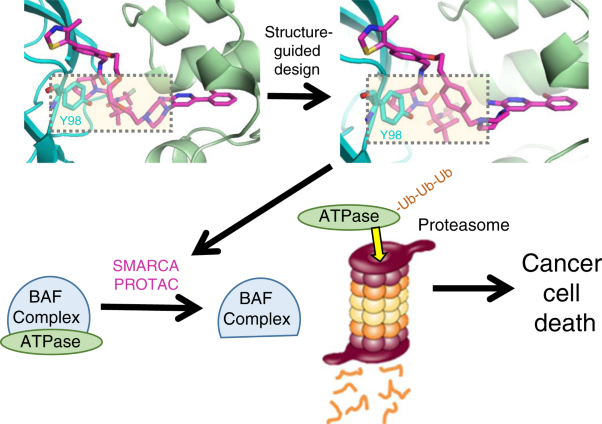 BAF complex vulnerabilities in cancer demonstrated via structure-based PROTAC design