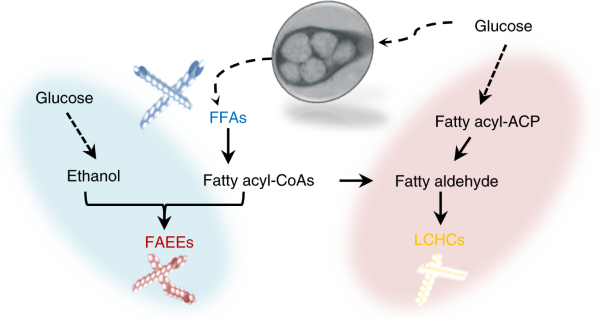 Engineering of an oleaginous bacterium for the production of fatty acids and fuels