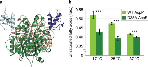 Molecular basis for interactions between an acyl carrier protein and a ketosynthase