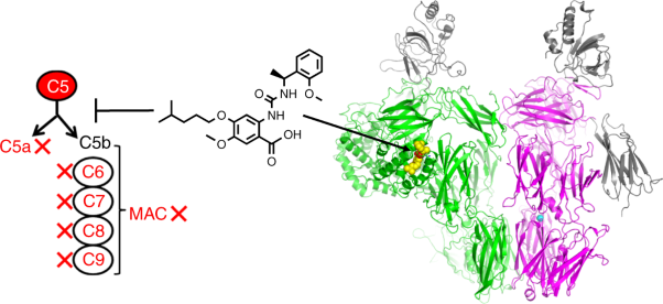 A small-molecule inhibitor of C5 complement protein