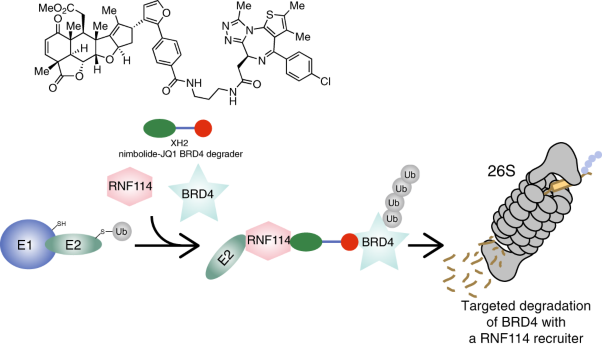 Harnessing the anti-cancer natural product nimbolide for targeted protein degradation