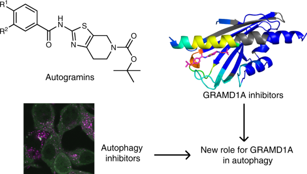 The cholesterol transfer protein GRAMD1A regulates autophagosome biogenesis
