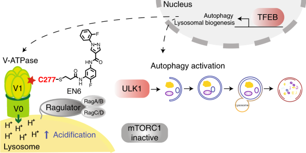 Covalent targeting of the vacuolar H<sup>+</sup>-ATPase activates autophagy via mTORC1 inhibition