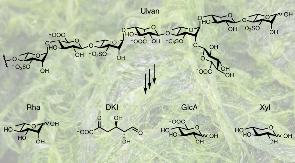 A marine bacterial enzymatic cascade degrades the algal polysaccharide ulvan