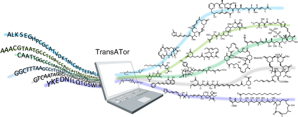 Automated structure prediction of <i>trans</i>-acyltransferase polyketide synthase products