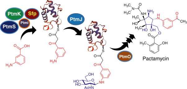Glycosylation of acyl carrier protein-bound polyketides during pactamycin biosynthesis