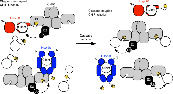 Specificity for latent C termini links the E3 ubiquitin ligase CHIP to caspases