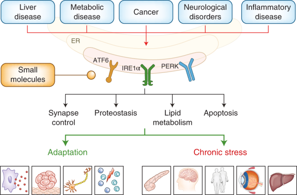 Pharmacological targeting of the unfolded protein response for disease intervention