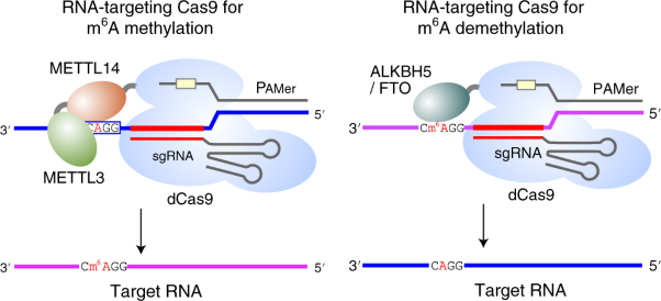 Programmable RNA <i>N</i><sup>6</sup>-methyladenosine editing by CRISPR-Cas9 conjugates