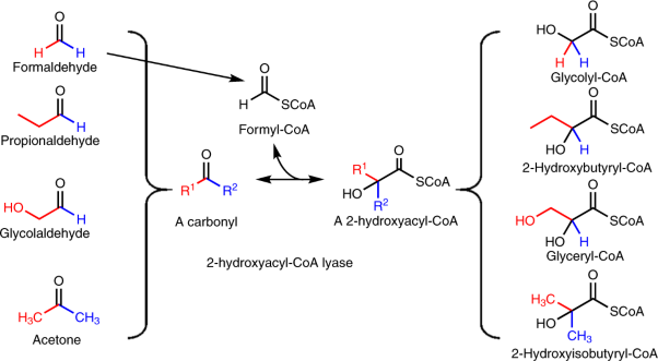 2-Hydroxyacyl-CoA lyase catalyzes acyloin condensation for one-carbon bioconversion