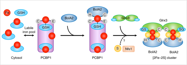A PCBP1–BolA2 chaperone complex delivers iron for cytosolic [2Fe–2S] cluster assembly