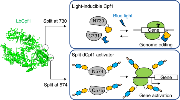 A split CRISPR–Cpf1 platform for inducible genome editing and gene activation