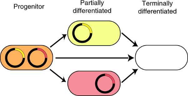 A synthetic system for asymmetric cell division in <i>Escherichia coli</i>