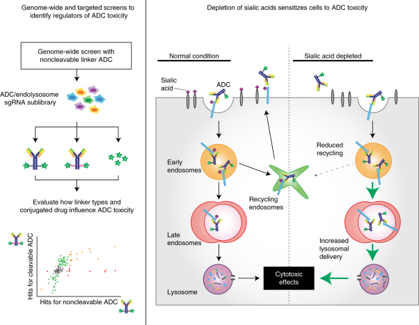 CRISPR-Cas9 screens identify regulators of antibody–drug conjugate toxicity
