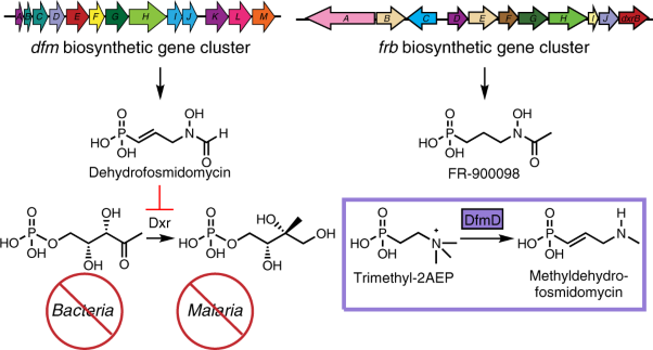 Fosmidomycin biosynthesis diverges from related phosphonate natural products