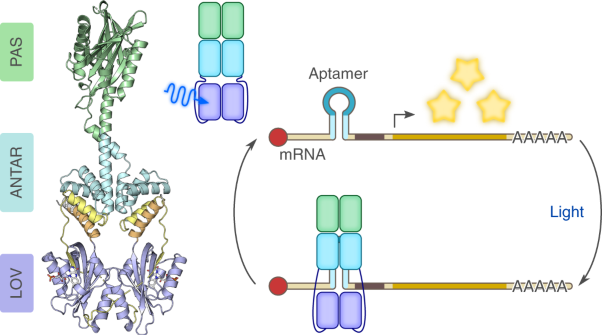 A blue light receptor that mediates RNA binding and translational regulation