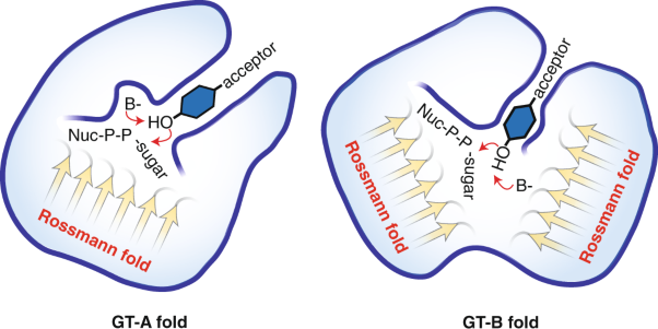 Emerging structural insights into glycosyltransferase-mediated synthesis of glycans