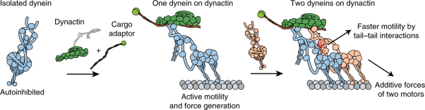 Cargo adaptors regulate stepping and force generation of mammalian dynein–dynactin