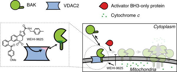 A small molecule interacts with VDAC2 to block mouse BAK-driven apoptosis