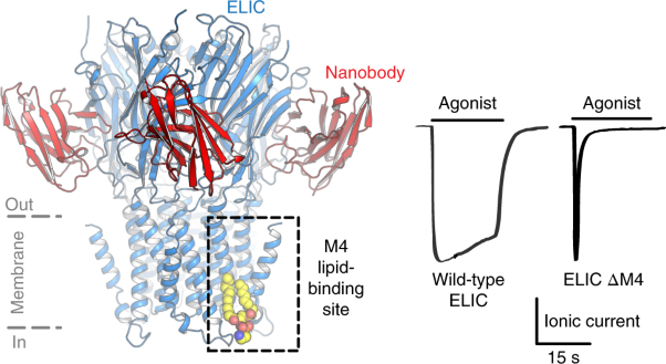 A lipid site shapes the agonist response of a pentameric ligand-gated ion channel