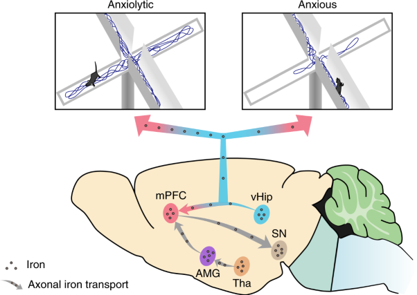Axonal iron transport in the brain modulates anxiety-related behaviors