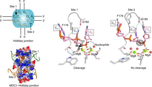 Structural basis of sequence-specific Holliday junction cleavage by MOC1