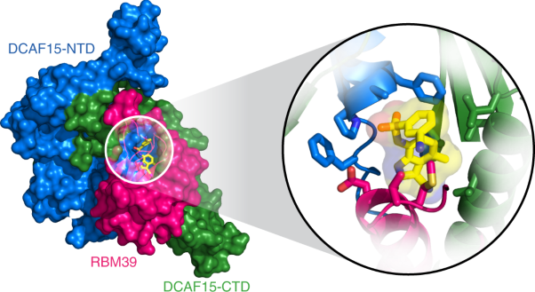 Structural complementarity facilitates E7820-mediated degradation of RBM39 by DCAF15
